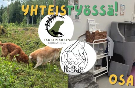 YHTEISTYÖSSÄ JAKKUVÄRKIN KOIRAMETSÄ JA KOIRAPALVELU NIBILÄ