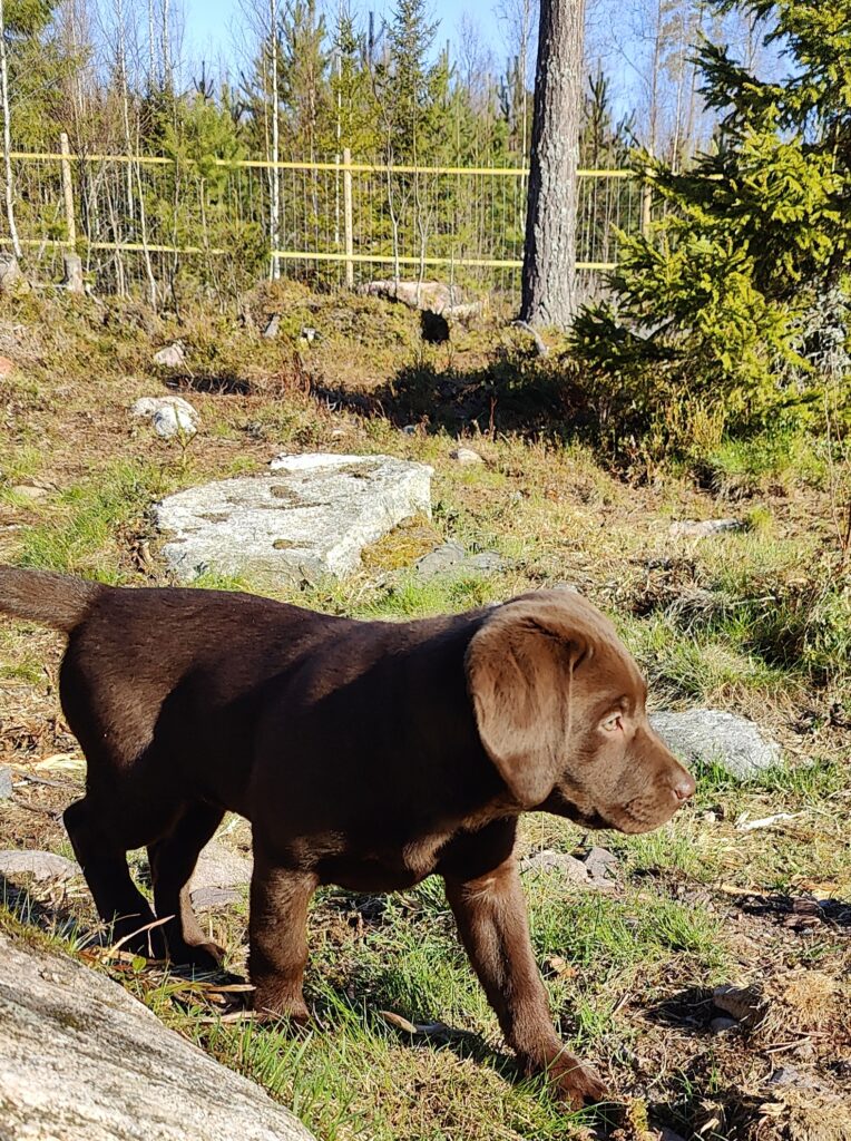 PENTUTREFFIT JATKUVAT TOUKOKUUSSA