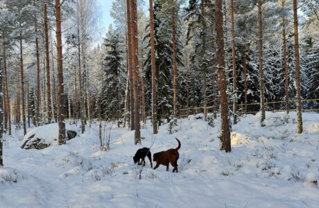 VUODEN 2026 VARAUSKALENTERIT JULKAISTU JA HINNAT PYSYVÄT SAMOINA